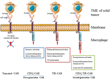 Schematic illustration of next-generation CAR-M therapy.