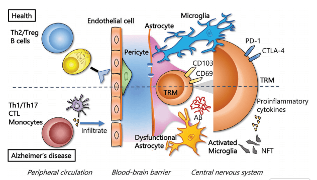 T cells in healthy and Alzheimer’s disease tissues.
