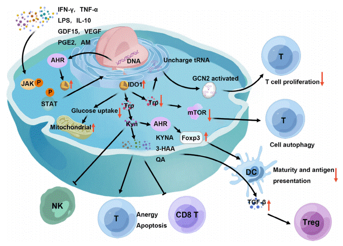 IDO1 activation and its role in immunosuppression.