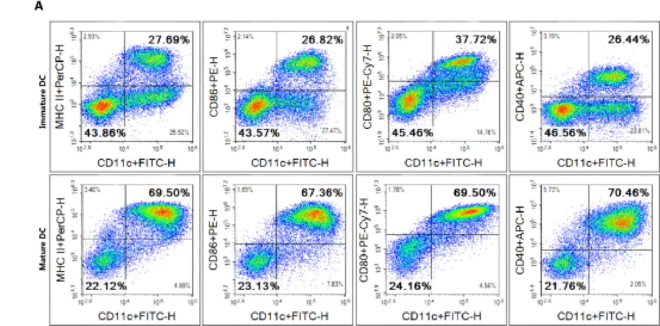 Flow cytometric analysis of BMDC maturation with increased MHC II, CD80, CD40, and CD86 expression.