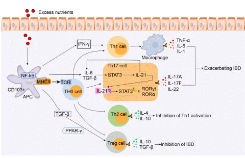 High-calorie diet effects on Th17/Treg balance in IBD.