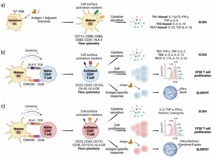 DC and T cell activation assay workflow with cytokine detection readouts.
