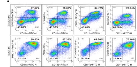 Flow cytometry analysis of dendritic cell maturation.