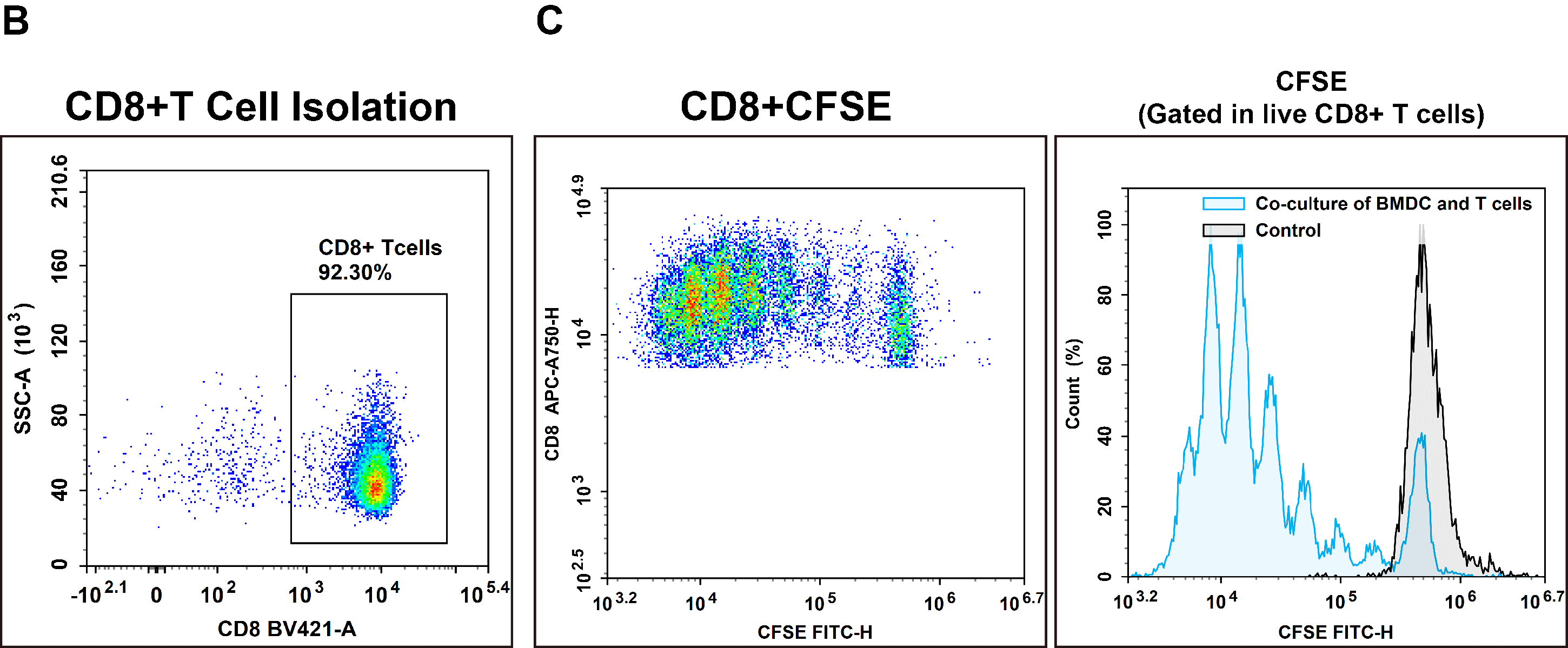 Co-culture of CD8⁺ T cells with BMDCs showing T cell proliferation after antigen presentation.