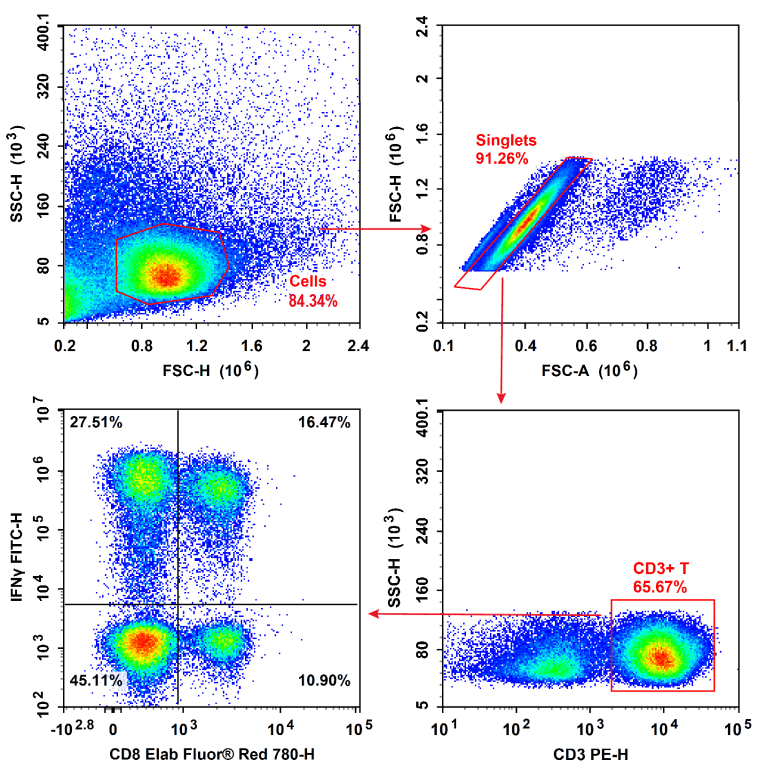Detection of human CD8+ Tc1 cells expressing IFN-&gamma;