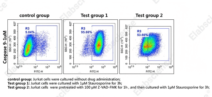 Caspase-9 activity assay in Jurkat cells.