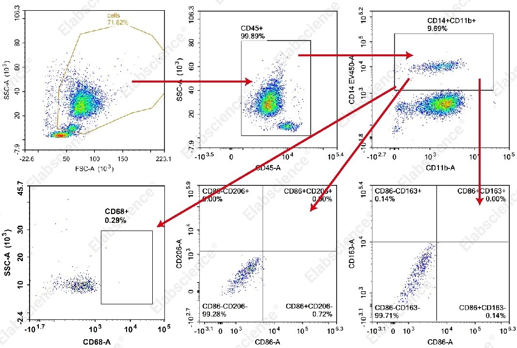 Flow cytometry of human peripheral blood monocytes.