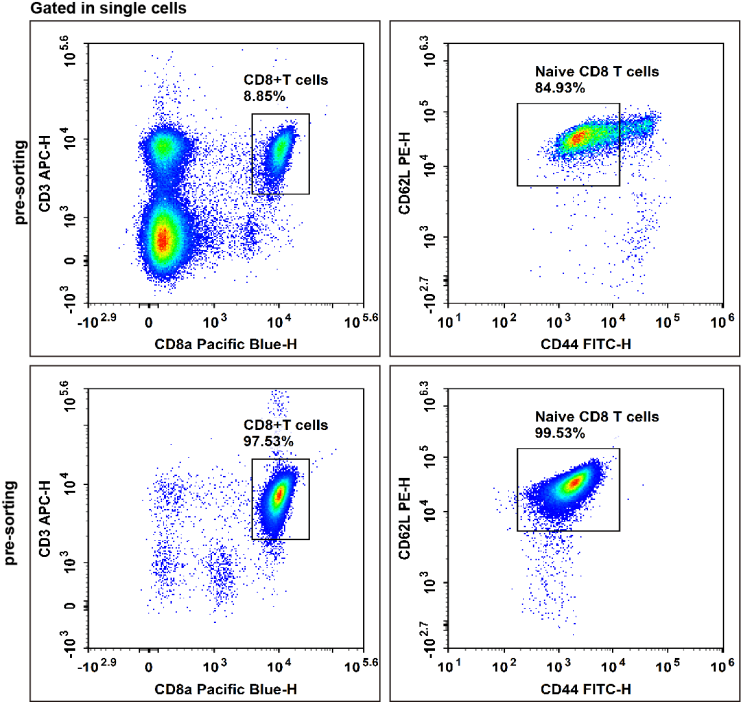Isolation of mouse CD8+ naive T cells
