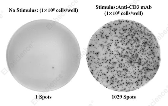 Human IFN-gamma ELISPOT Assay