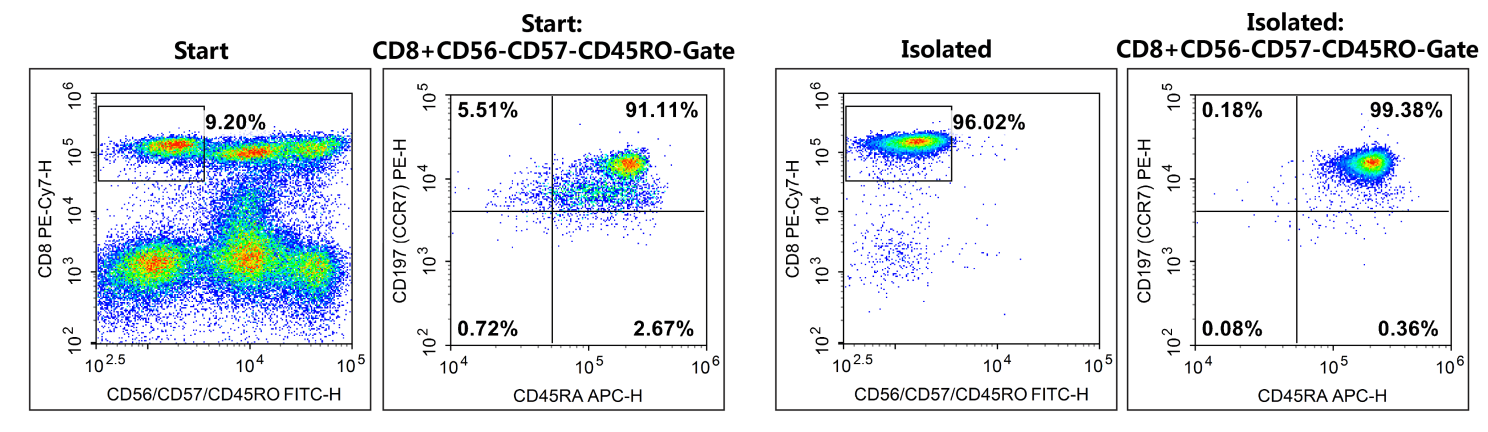 Purity of na&iuml;ve CD8+ T cells before and after flow cytometry sorting.