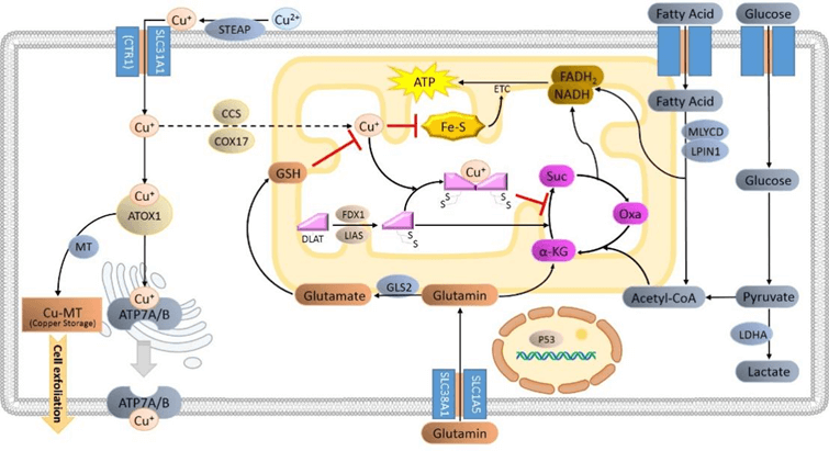 Copper ion overload induces DLAT oligomerization and cell death.