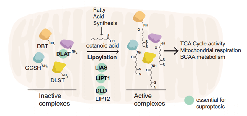 Key mitochondrial lipoylated proteins involved in metabolism.