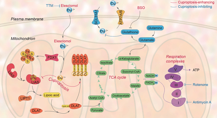 Copper overload triggers lipoylated protein aggregation and TCA cycle disruption.