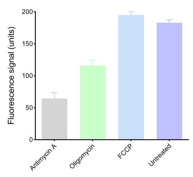 OCR changes after inhibitors (Oligomycin, Antimycin A) or FCCP.