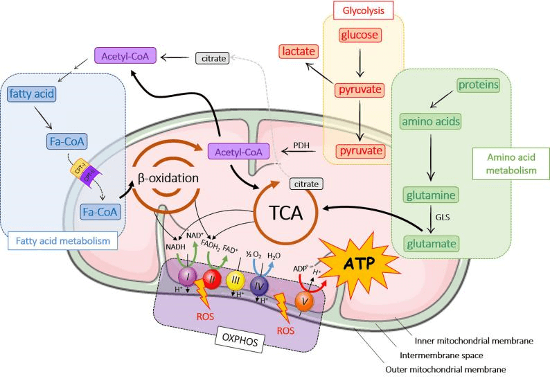 Mitochondrial energy pathways: glycolysis, TCA cycle, oxidative phosphorylation.