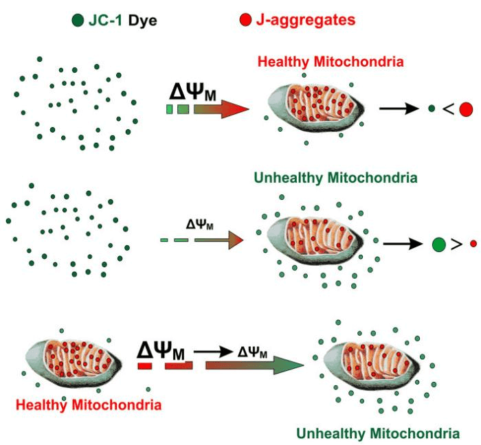 Mitochondrial membrane potential by JC-1 dye, red aggregates and green monomers.