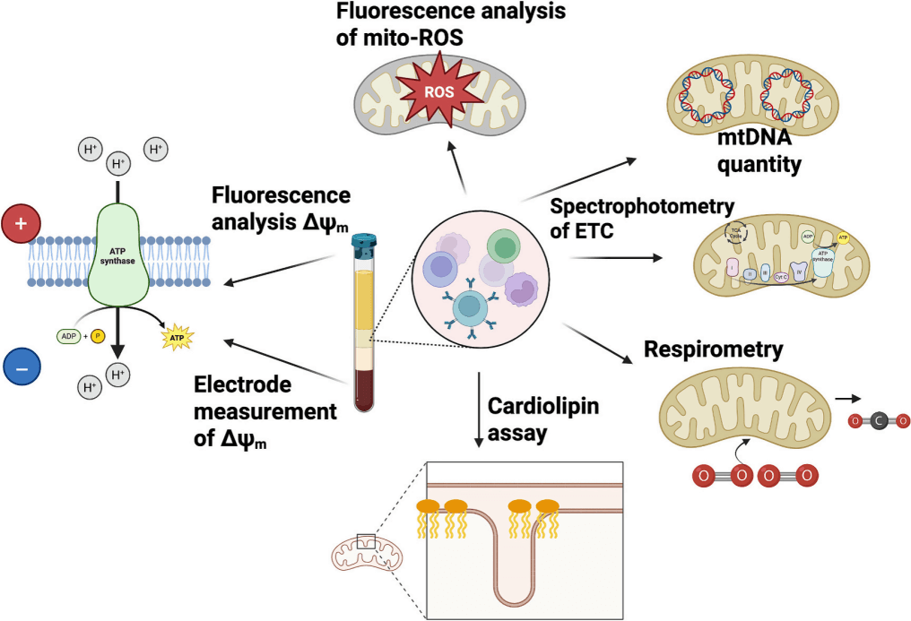 Indicators and methods for mitochondrial function assessment.