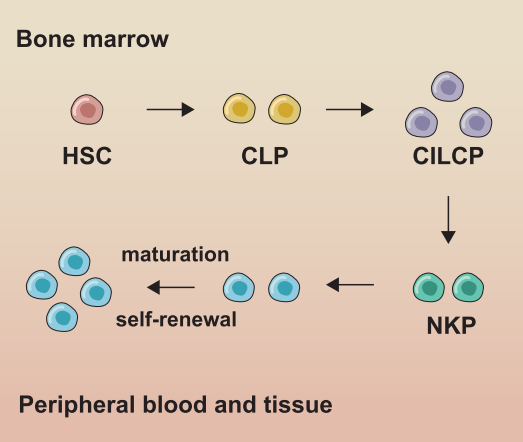 NK cell development from hematopoietic stem cells to cNK and trNK cells.
