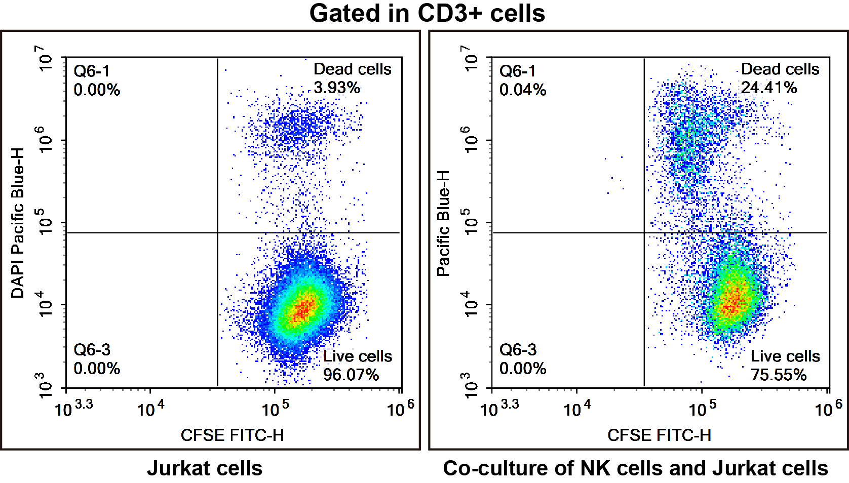 NK cells killing Jurkat cells after 24-hour co-culture, CFSE and DAPI staining showing increased cell death.