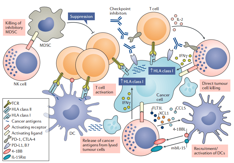 NK cell interactions with immune cells in the tumor microenvironment.
