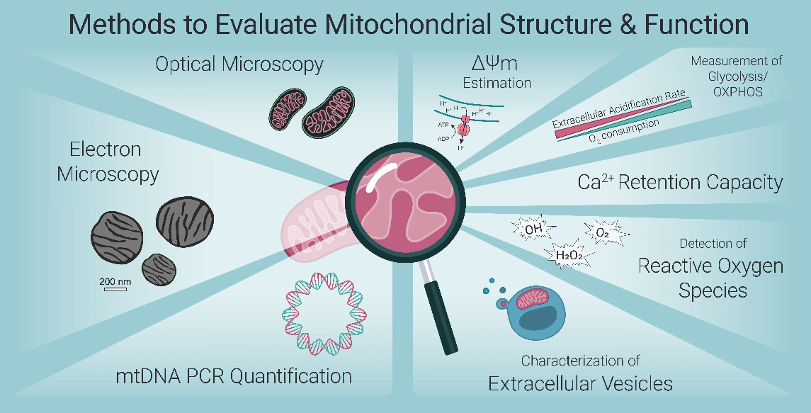 Fluorescence-based methods to evaluate mitochondrial structure and function.