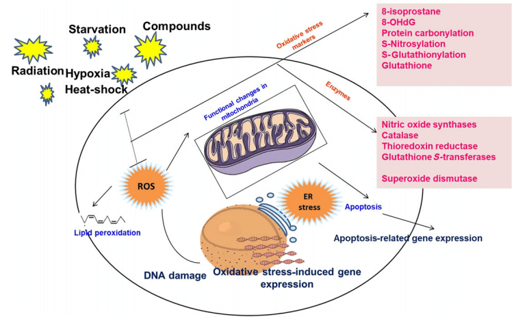 ROS-mediated events and detection markers in mitochondria.