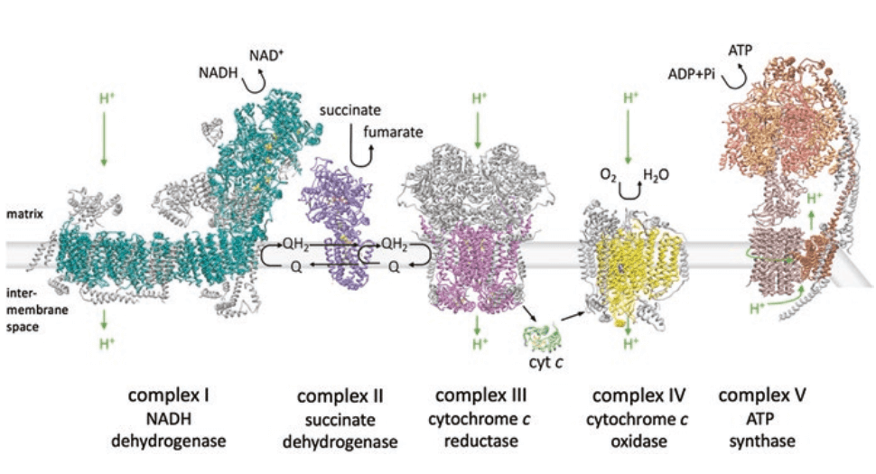 Mitochondrial complexes generating the proton gradient for ATP production.