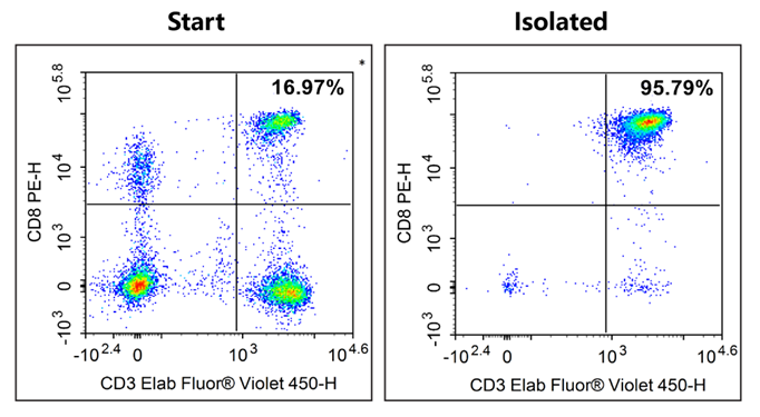 Human CD8 T cell purity increased from 16.97% to 95.79% after negative selection sorting.