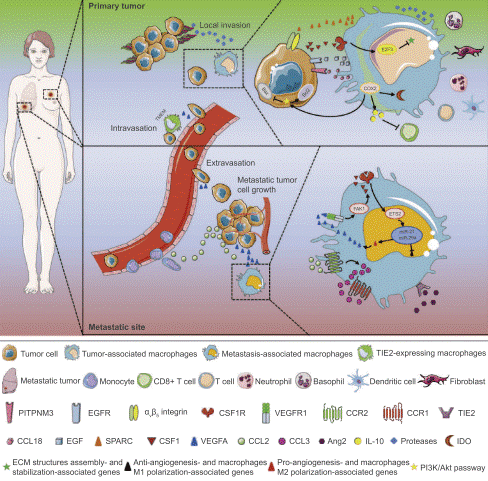 Tumor-associated macrophages promoting breast cancer growth and metastasis.