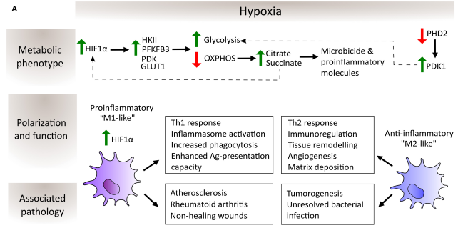 Hypoxia regulates macrophage metabolism via HIF-1α and HIF-2α.