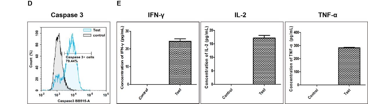 CD8⁺ T cell-mediated killing of RAW264.7 cells with increased caspase-3 activity and cytokine release.