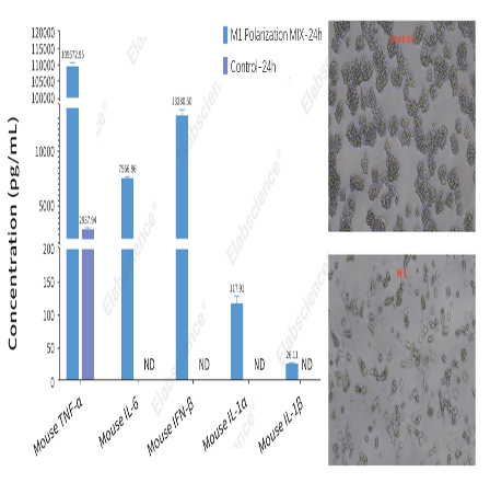 Cytokine profiling in M1-polarized RAW264.7 cells.