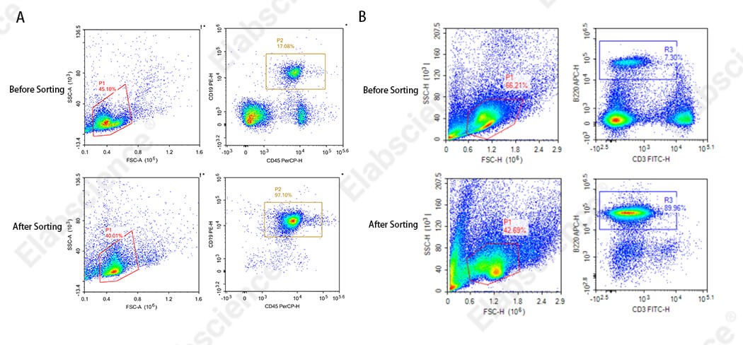 Mouse splenic CD3+ T cell sorting results comparing fresh and poor-quality samples.
