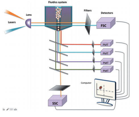 Laser excitation in flow cytometry.