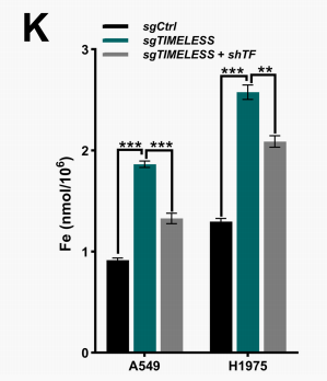 Total iron quantification in TIMELESS and TF knockdown cells.