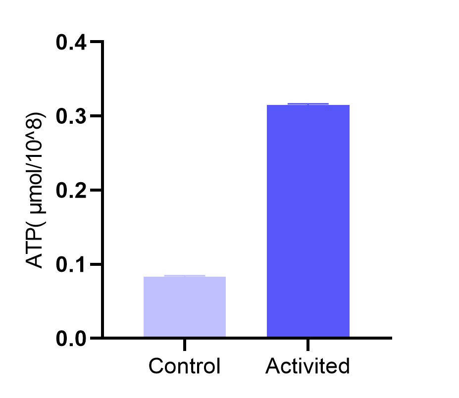 ATP levels in activated human CD3+ T cells.