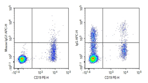 IgG expression detection in human peripheral blood B cells.