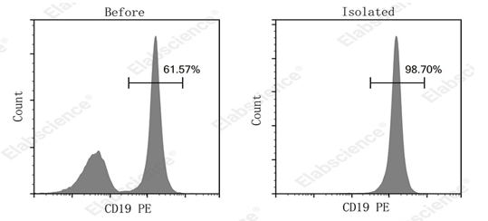 B cell detection in mouse tissue samples.
