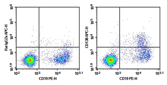 Plasma cell detection in C57BL/6 mouse bone marrow.
