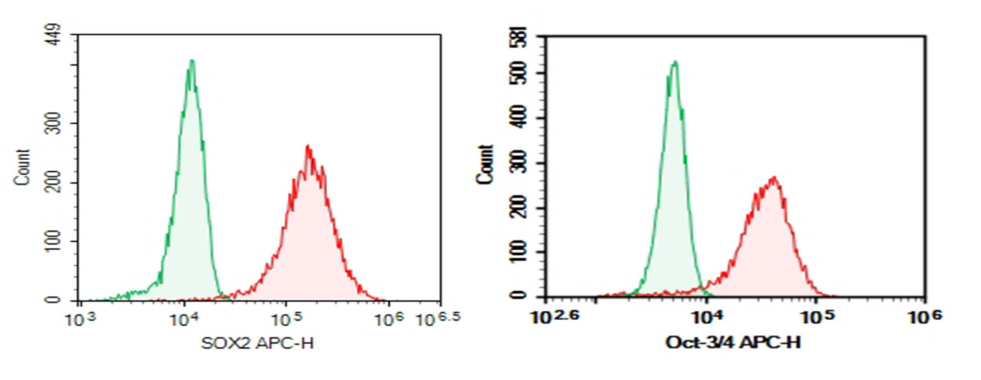 Flow cytometry validation of SOX2 and OCT4 antibodies in NCCIT cells.