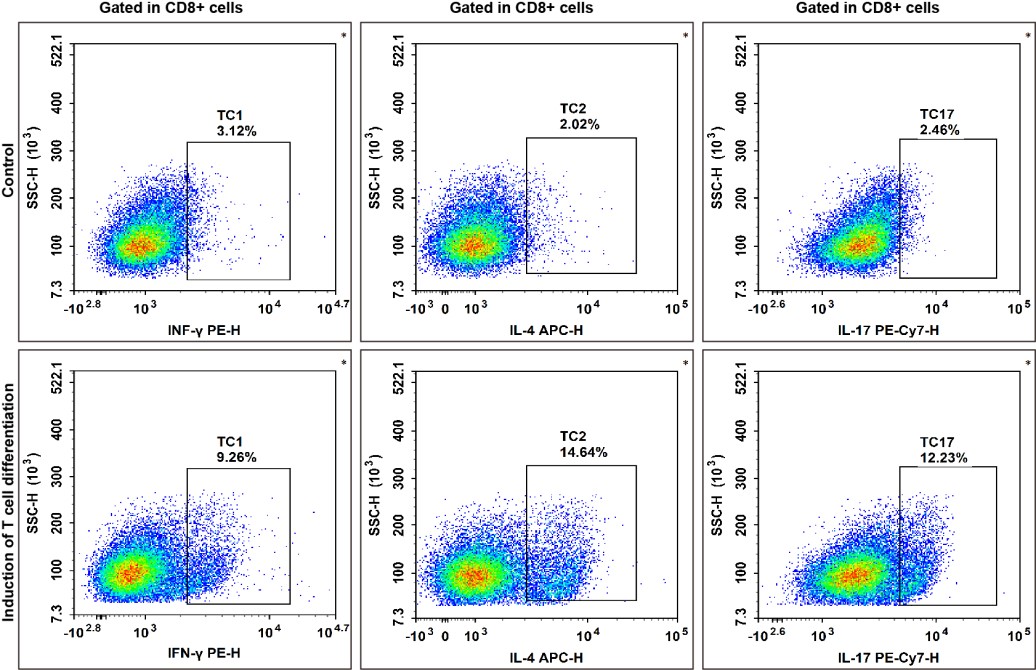 Directed differentiation of na&iuml;ve CD8+ T cells from mouse spleen.