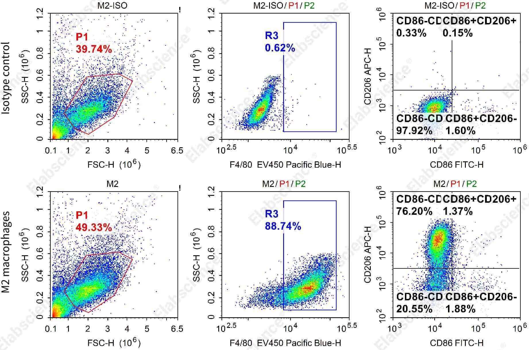 M2-polarized C57 mouse BMDM by flow cytometry.