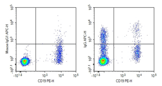 Flow cytometry detection of IgG in human peripheral blood B cells.