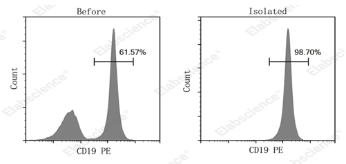 Flow cytometry detection of isolated mouse B cells.