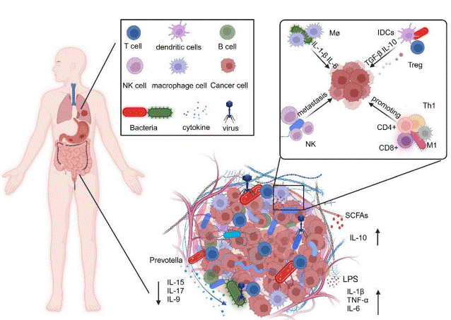 Microbial regulation of inflammation and immunity in tumors.