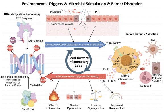 DNA methylation and innate immunity in inflammatory bowel disease.