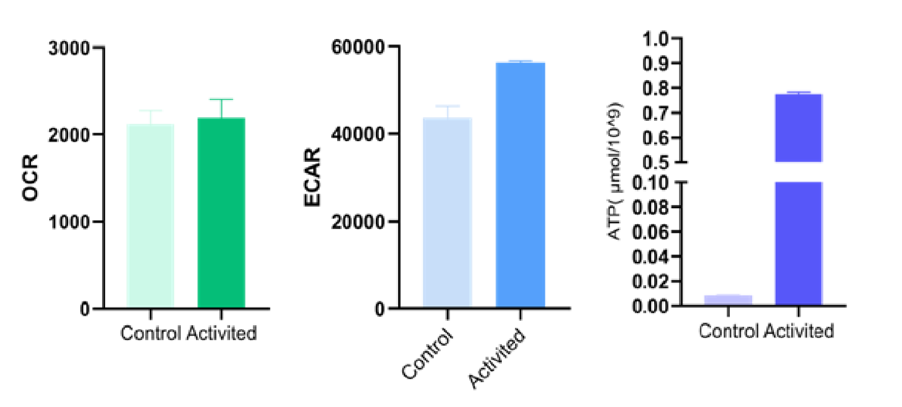 CD8⁺ T cell activation after CD3/CD28 stimulation.