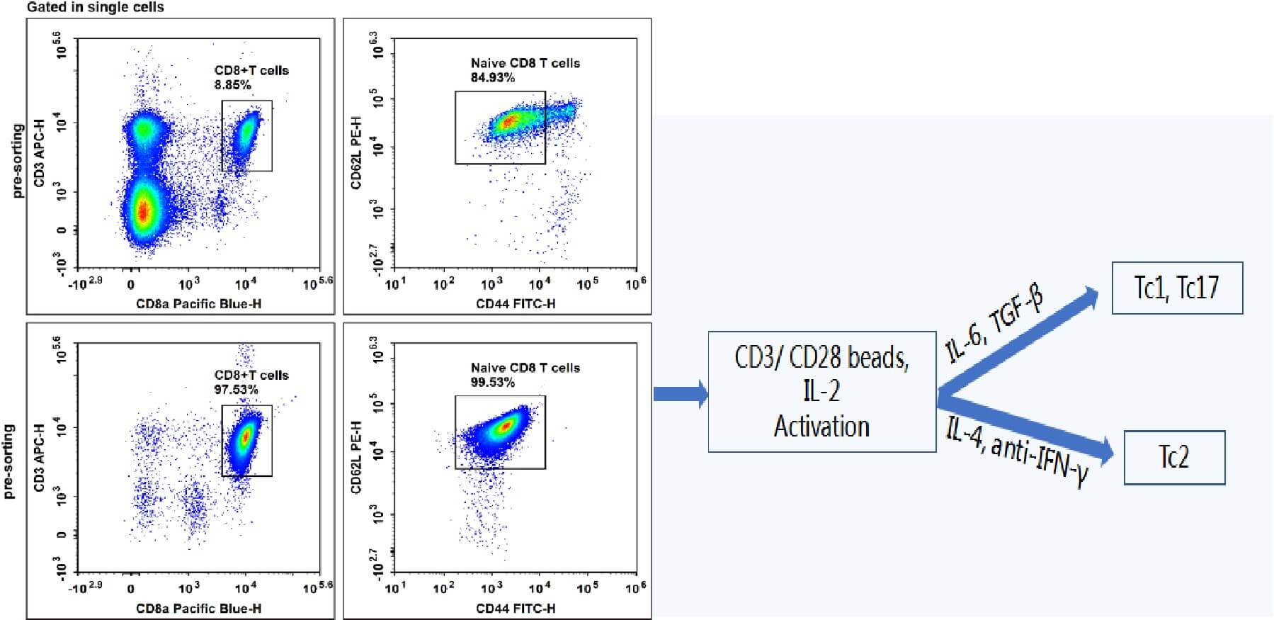 CD8⁺ T cell purity before and after sorting.