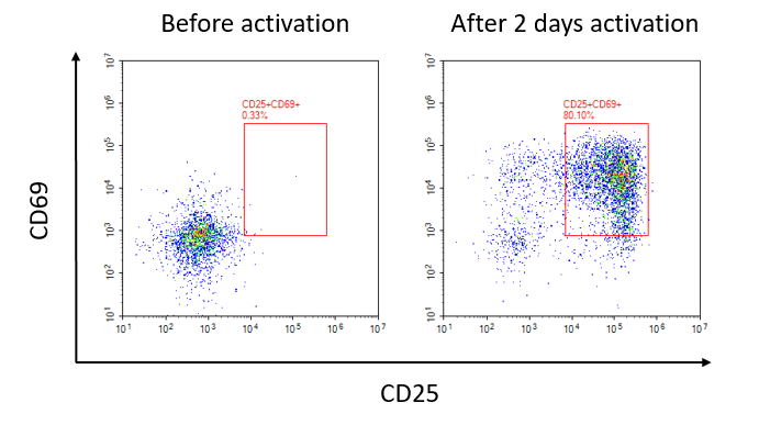 CD69 and CD25 expression in activated human PBMCs.