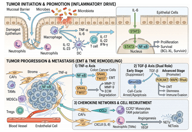 Cytokine and chemokine networks in colorectal cance.